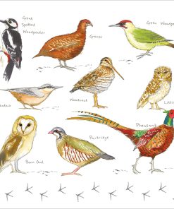 Woodland Birds - Case of 5 - A029