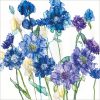 Cornflowers and Scabious - Case of 5 - A042