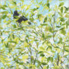 guinea fowl confusion case of 5 a075 (copy)